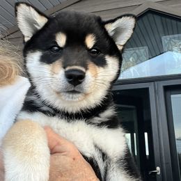 Shiba Inu puppies from Hillsdale Shiba Inu