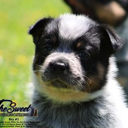 Australian Cattle Dog Puppies from The Sweet Kennels