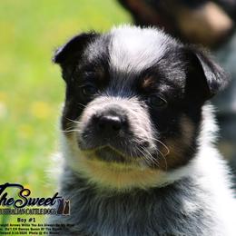 Australian Cattle Dog Puppies from The Sweet Kennels