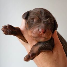 Peggy - Phantom female Bernedoodle puppy in Folsom, Louisiana from DoodlesFarmCo