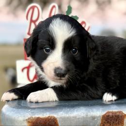 Purple collar with tail - Black tri female Miniature Australian Shepherd puppy in 32046, Florida from River Hill Ranch