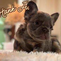 Hank Jr - Blue male French Bulldog puppy in Ennis, Texas from Family Farm Frenchies