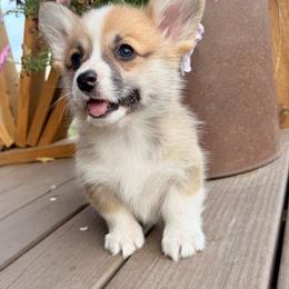 Pita - Red female Pembroke Welsh Corgi puppy in Hand County, South Dakota from Hills End Corgis