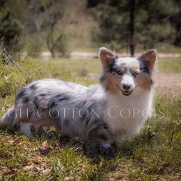 Wrigley - American Corgi