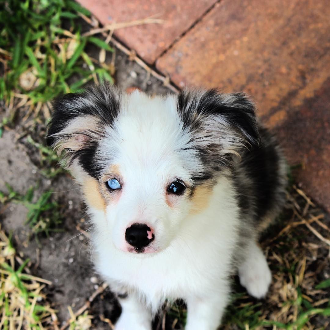 Gulf Coast Minis in Florida | Miniature American Shepherd puppies ...