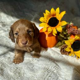 PUMPKIN - Cream female Dachshund puppy in Holtwood, Pennsylvania from Holly Hill Dachshunds