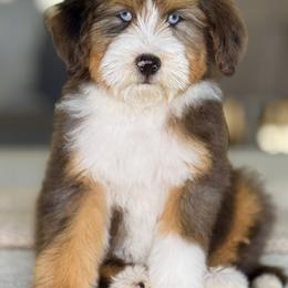 Duke - male Australian Mountain Doodle puppy in West Jordan, Utah from Doodles Friend