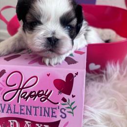 Kai - Tricolor male Shih Tzu puppy in Avondale, Arizona from Riley Family Shih Tzus