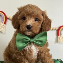 Green - Red  male Goldendoodle puppy in Hesperia, Michigan from Red Acres Poodles & Doodles