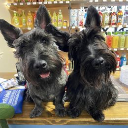 Scottish Terriers from Kelly's Scottish Terriers
