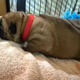 Red collar - Red female Chinese Shar-Pei puppy in Elkin, North Carolina from Martini Shar-Pei