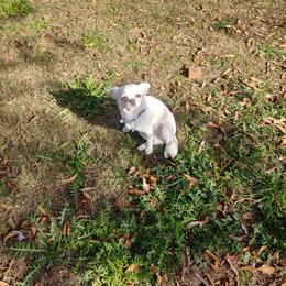 Loki - Cream and white male Chihuahua puppy in El Paso, Texas from JVJ Chihuahua