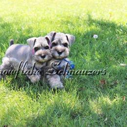 Miniature Schnauzer Puppies from Snowflake Schnauzers