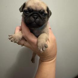 Simon - Fawn male Pug puppy in Ludowici, Georgia from Royal Destiny Kennels