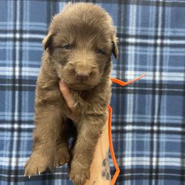 Orange collar - Liver male German Shepherd puppy in Pelham, North Carolina from P & P Shepherds