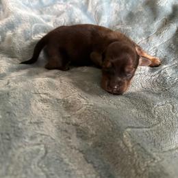 Girl 2 - Cream female Dachshund puppy in Wolf Lake, Indiana from Canisteo Dachshunds