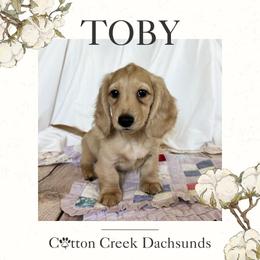 Boy 2 - male Dachshund puppy in Jenks, Oklahoma from Cotton Creek Dachshunds