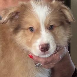 Clear sable Merle - Sable merle male Border Collie puppy in Apple Valley, California from Flying S Ranch Border Collies