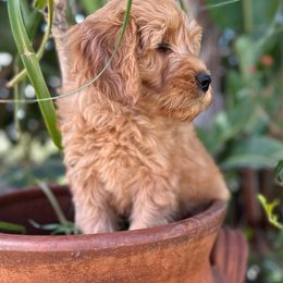 Rose - Red Australian Labradoodle puppy in Riverside, California from Sycamore Canyon Labradoodle