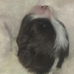Girl 2 - Chocolate female Havanese puppy in Columbus, Ohio from Havanese Puppies Columbus