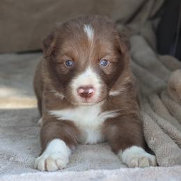 Blue Collar - Red male Border Collie puppy in Courtland, Alabama from C Bar C Ranch Border Collies