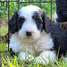 Blossom - Black and white female Bernedoodle puppy in Shelton, Washington from NW Bernedoodles of Washington