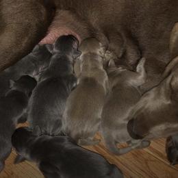 Dilute Retriever Puppies from Weathervane Labs