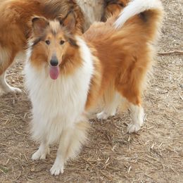 River - Collie