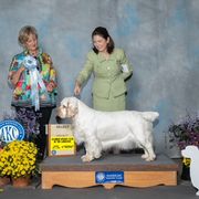 Bess - Clumber Spaniel