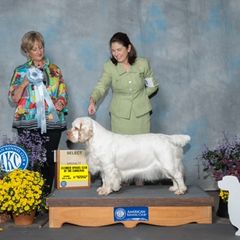 Bess - Clumber Spaniel