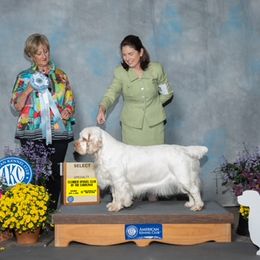 Bess - Clumber Spaniel