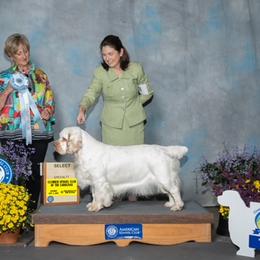 Bess - Clumber Spaniel