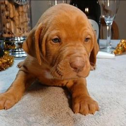 Black - Golden rust male Vizsla puppy in Maineville, Ohio from Izabella Vizslas