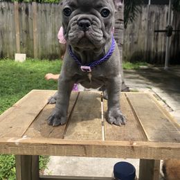 French Bulldog Puppies from Uniquefrenchiies