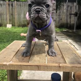 French Bulldog Puppies from Uniquefrenchiies