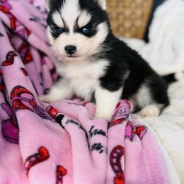 Jimmy Chew - Black and white male Pomsky puppy in Yavapai County, Arizona from Pawsh Pomskies