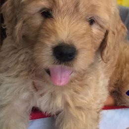 Bernedoodles and Goldendoodles from Fancy Farm Manor Doodles