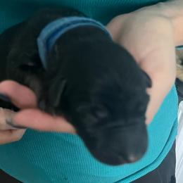 Blue collar - Black and tan male German Shepherd puppy in Rushsylvania, Ohio from Surgenor Shepherds!