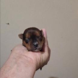 Alfie - Black & tan tri-color male Maltipoo puppy in Sedro Woolley, Washington from Absher Ranch
