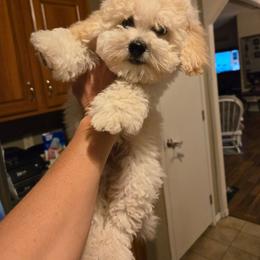 Yeti - Apricot male Poodle puppy in Sahuarita, Arizona from Cowgirl's Legacy Maltipoos