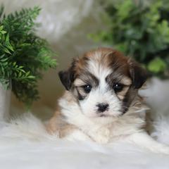 Maltipoo, Shichon, and Shihpoo Puppies from Timbercreek Puppies