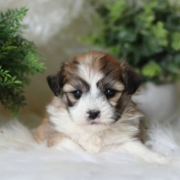 Maltipoo, Shichon, and Shihpoo Puppies from Timbercreek Puppies