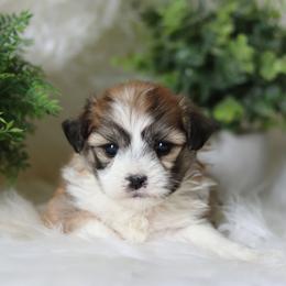 Maltipoo, Shichon, and Shihpoo Puppies from Timbercreek Puppies