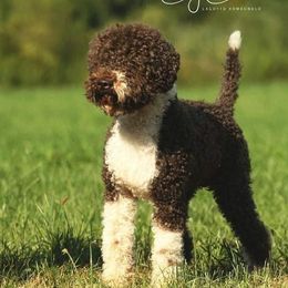 Tom - Lagotto Romagnolo