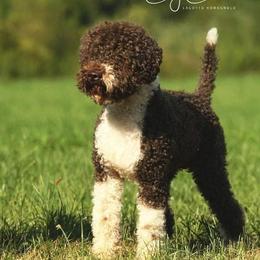 Tom - Lagotto Romagnolo