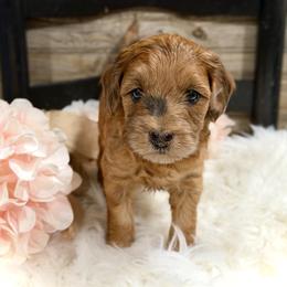 Bernedoodle and Whoodle Puppies from Genesis Family Farm