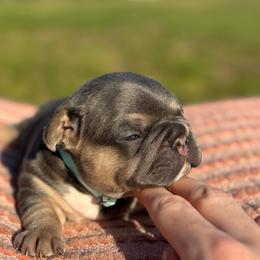 Harry - Tricolors male French Bulldog puppy in Salisbury, Maryland from 77 Frenchies Maryland