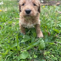 Stella - Gold female Bordoodle puppy in Indianapolis, Indiana from Indiana Bordoodles