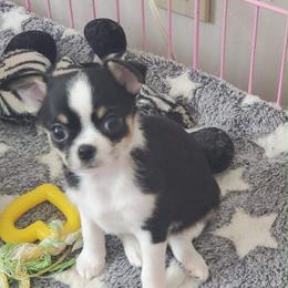 Sally - Black and white female Chihuahua puppy in East Syracuse, New York from Blissful’s Chihuahuas