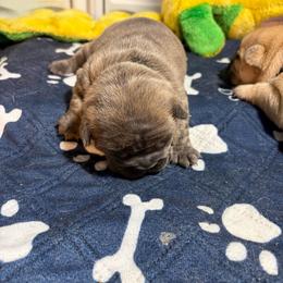 Rose - Fawn brindle and white female French Bulldog puppy in Neenah, Wisconsin from Mimosa Acres French Bulldogs LLC